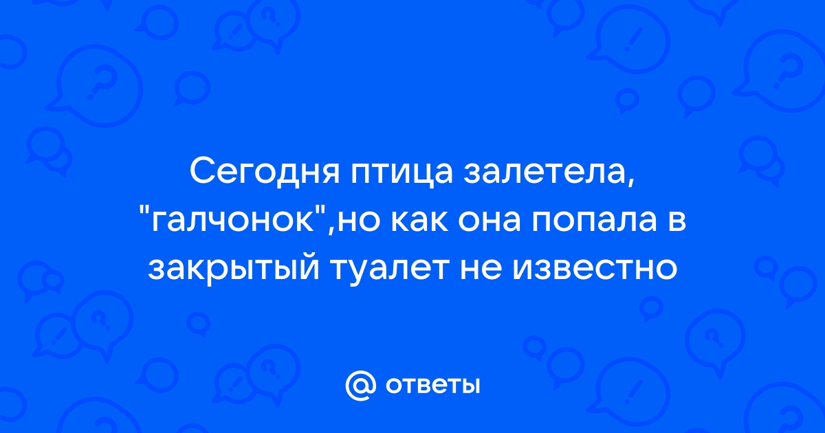 Птица залетела в вытяжку на кухне