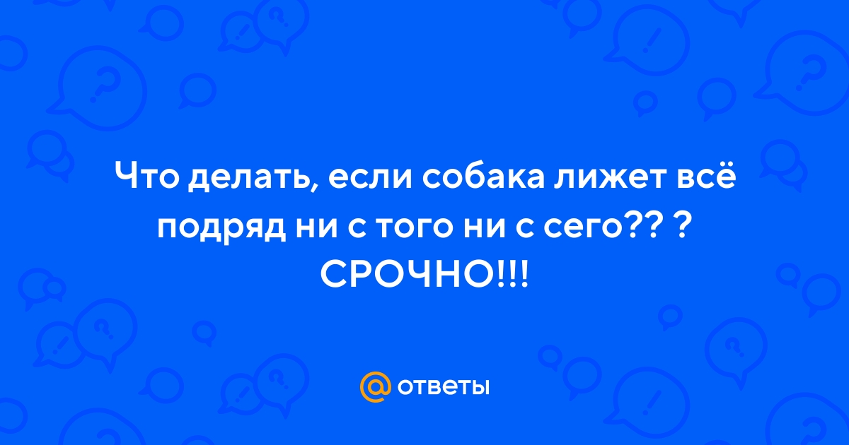 Ответы Mail.ru: Что делать, если собака лижет всё подряд ни с того ни с  сего?? ? СРОЧНО!!!