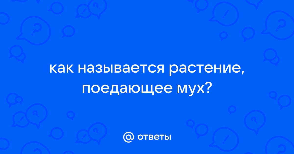 Почему мазила так называется