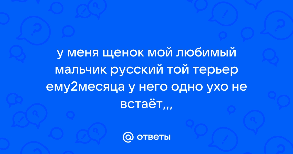 Уши той терьера - когда встают, как поставить и нужно-ли это делать.