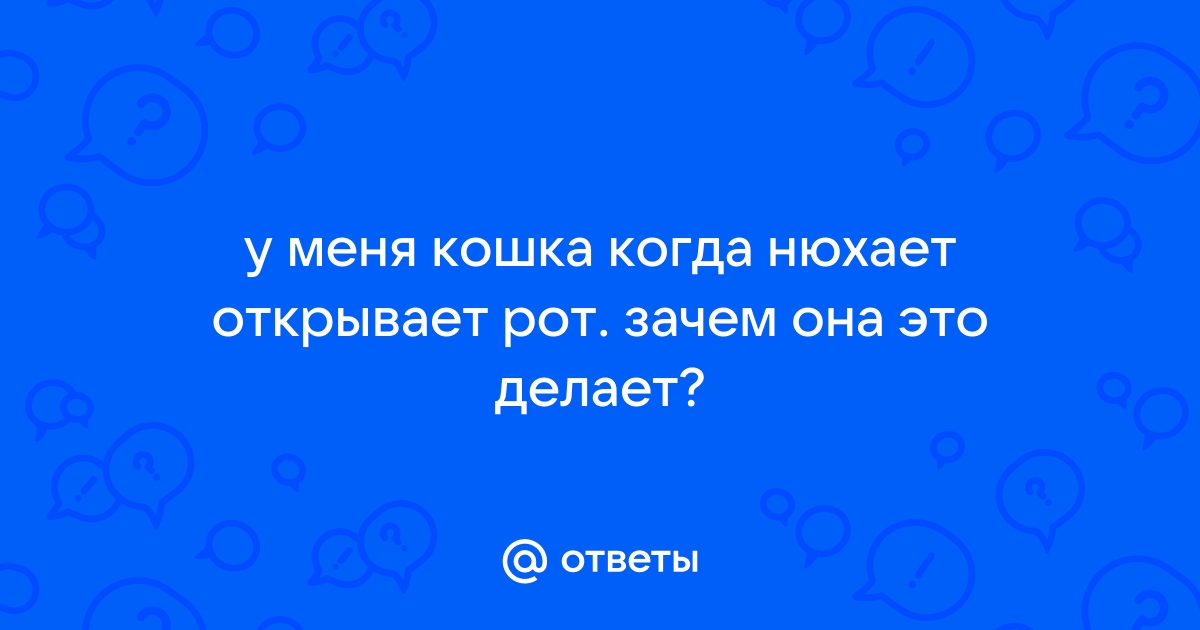 Почему кошки открывают рот, когда что-то понюхают?