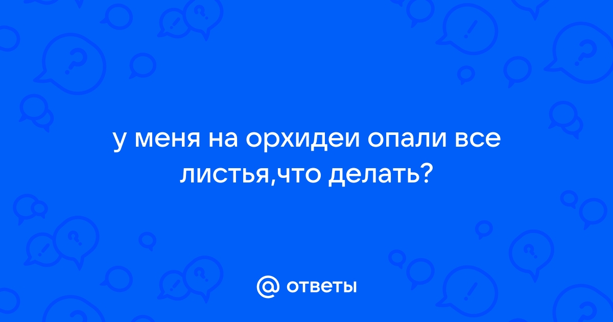 Из-за чего листья комнатных растений желтеют и опадают?