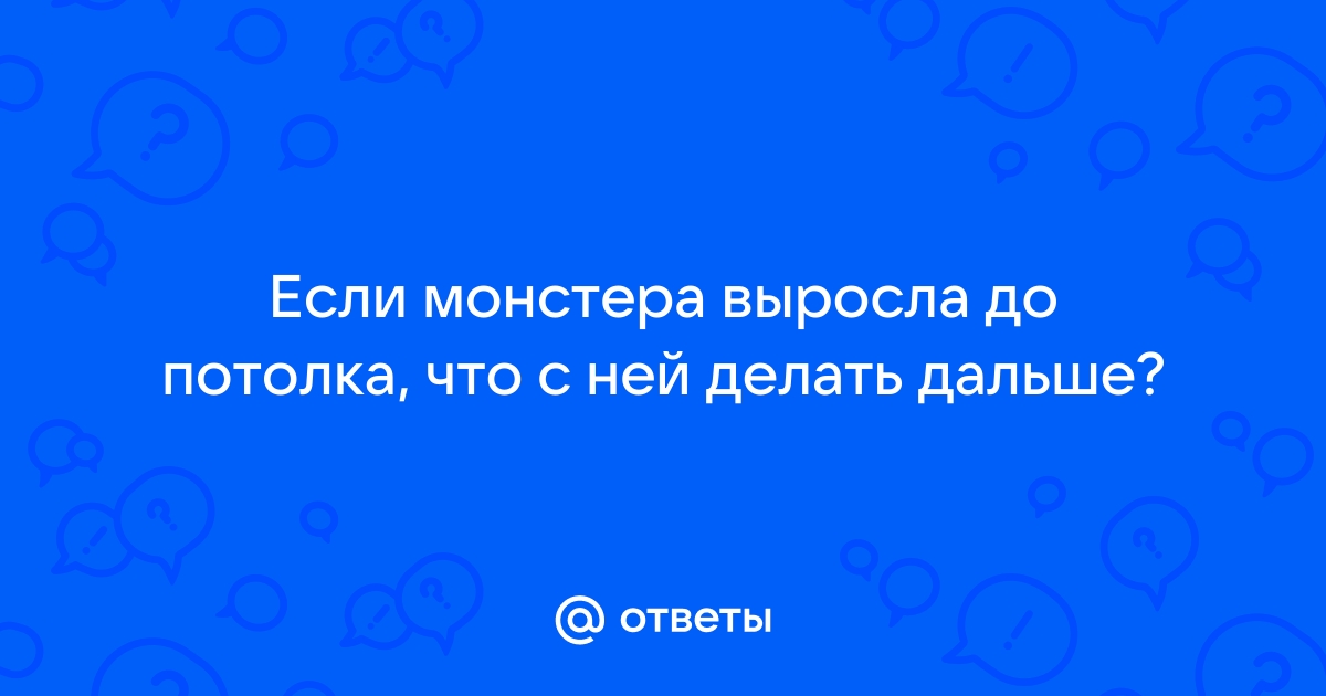 Монстера выросла до потолка что делать