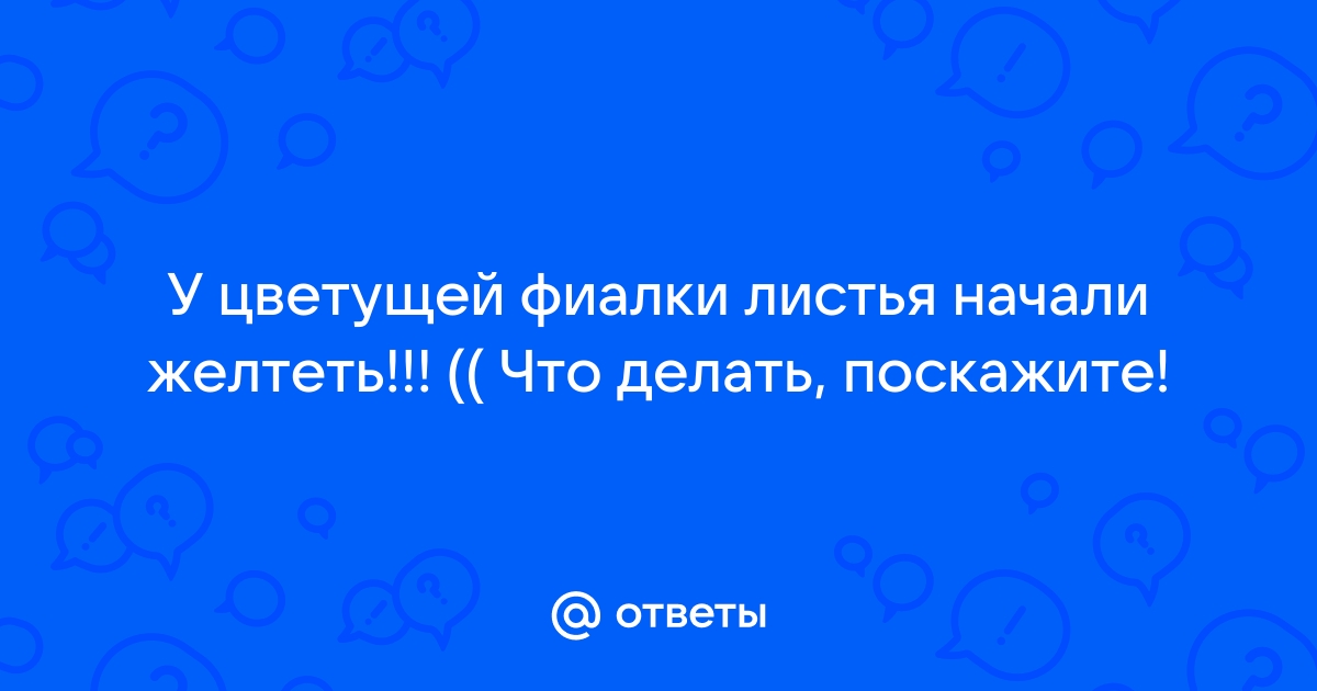 Почему желтеют листья у фиалки (сенполии) - Интернет-магазин 