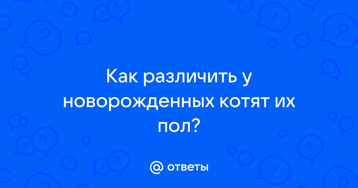 Как различить щенков по полу фото новорожденных