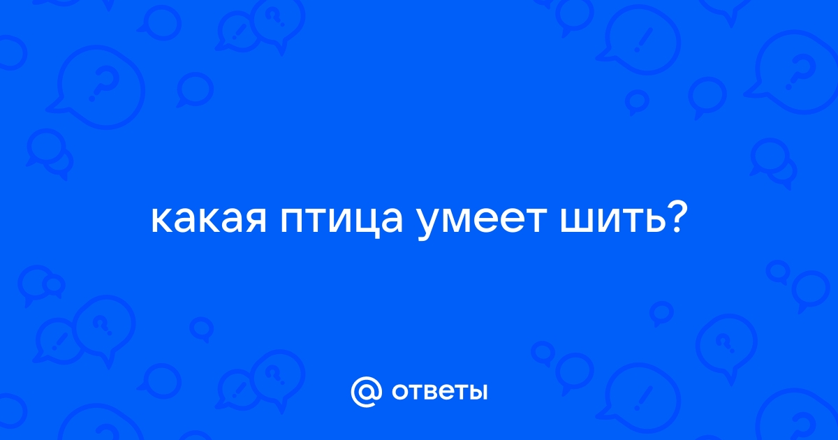 Как я шила попугаю одежду | Птица дома | Дзен