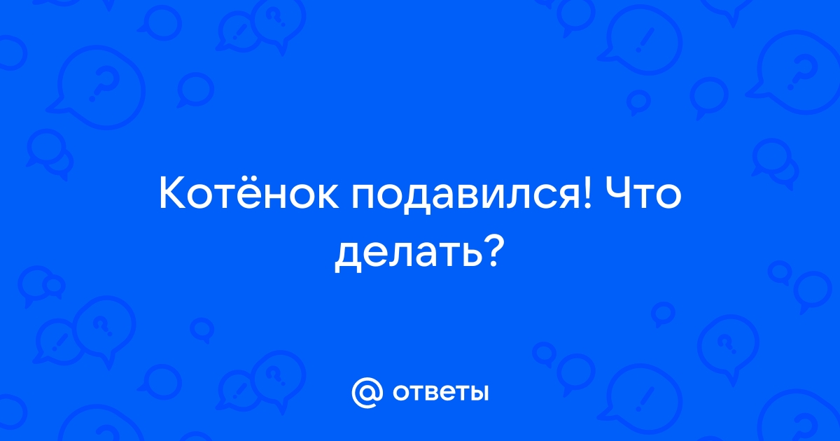 Котенок без мамы или искусственное вскармливание котят