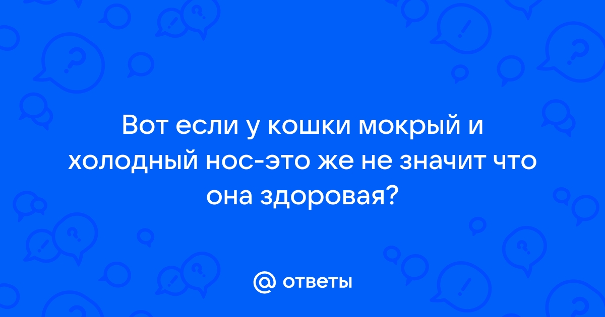 Какой нос должен быть у здоровой кошки? | Royal Canin