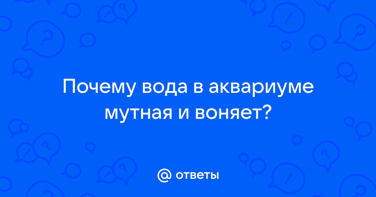 Почему в аквариуме мутнеет вода