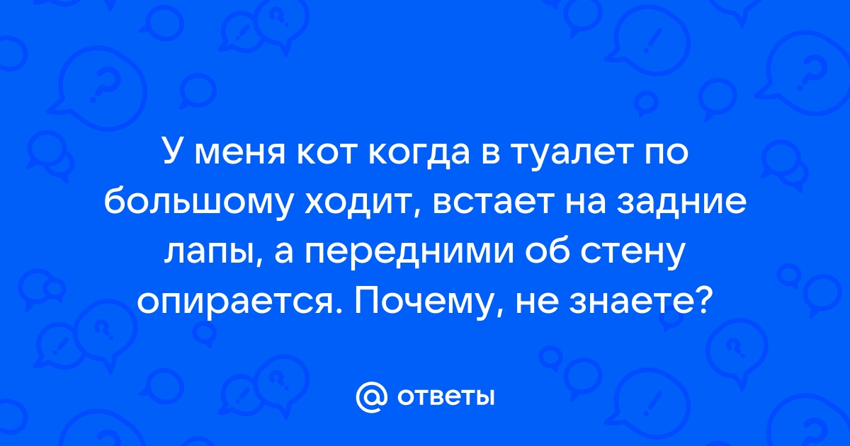 Правда ли, что кошка всегда наступает задними лапами на следы передних? | Аргументы и Факты