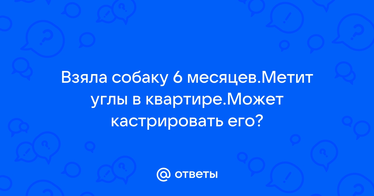 Ответы okna-gotika.ru: Стоит ли кастрировать кота?