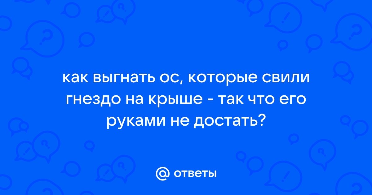 Как выгнать осу из комнаты