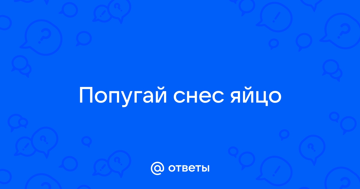 Ответы ideallik-salon.ru: что делать если попугай снес яйцо?