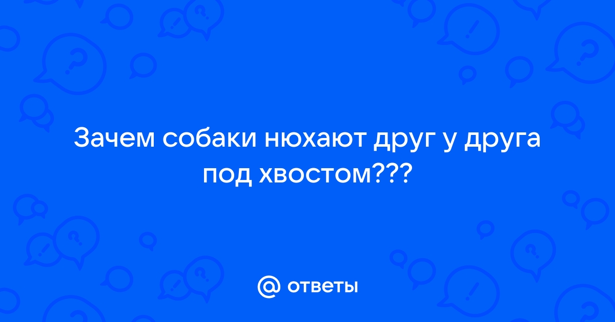 Зачем собаки нюхают друг другу попы? Причины столь странного для людей поведения — Природа Мира