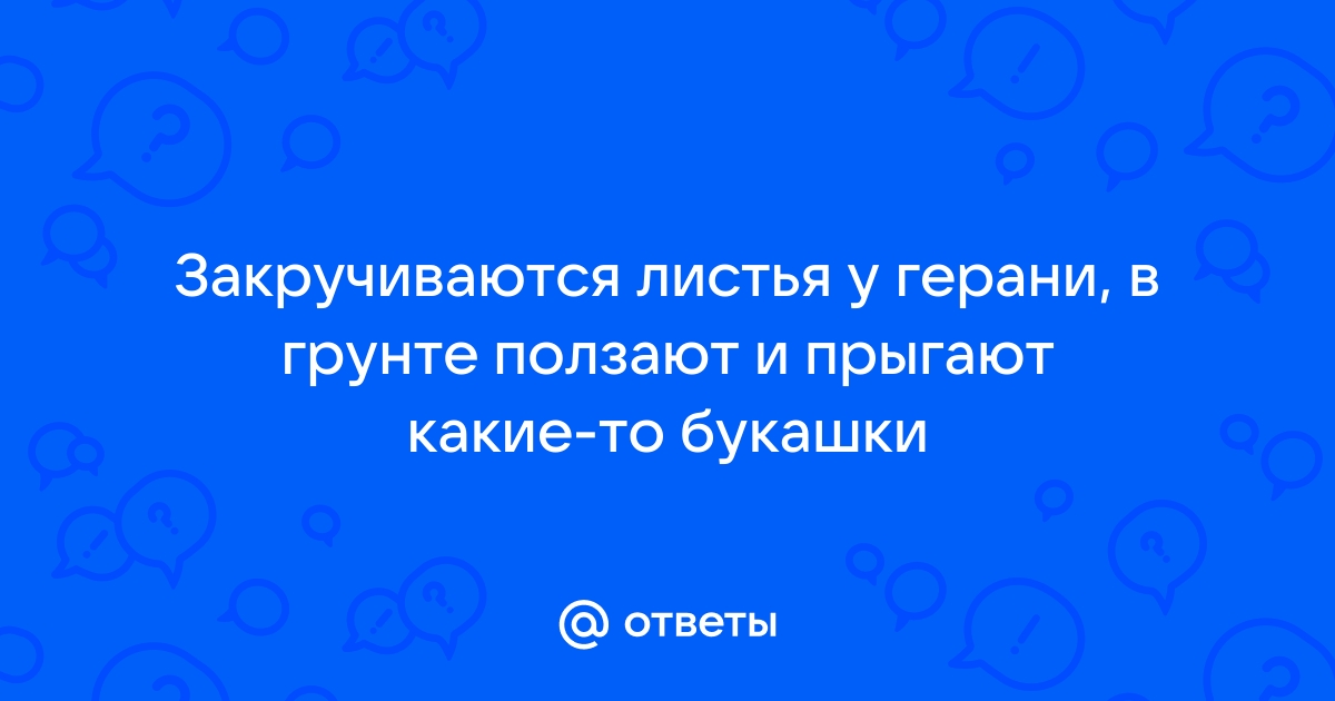 Почему у герани желтеют листья по краям и что делать?