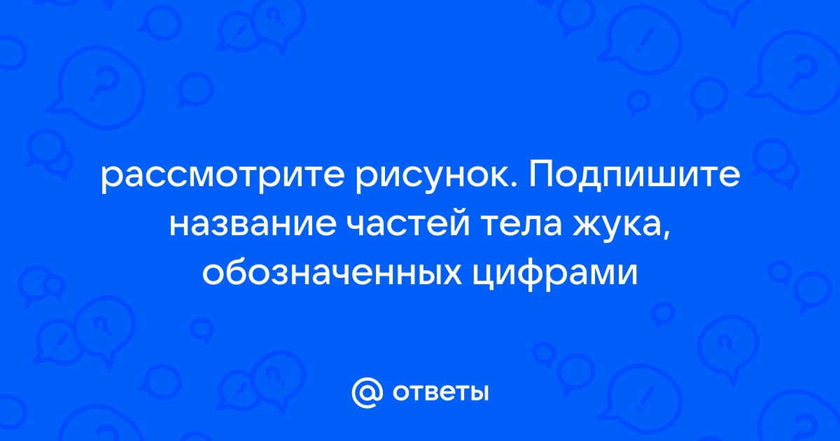 Рассмотрите рисунок подпишите название частей тела жука обозначенных цифрами