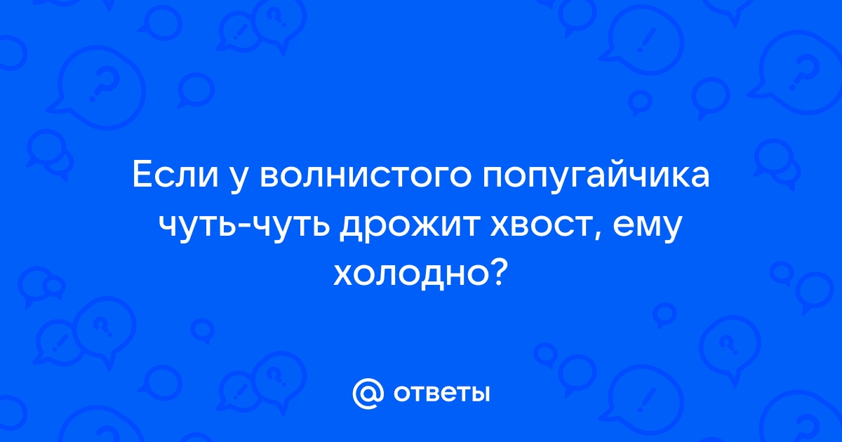 Почему у волнистого попугая дрожит хвост?