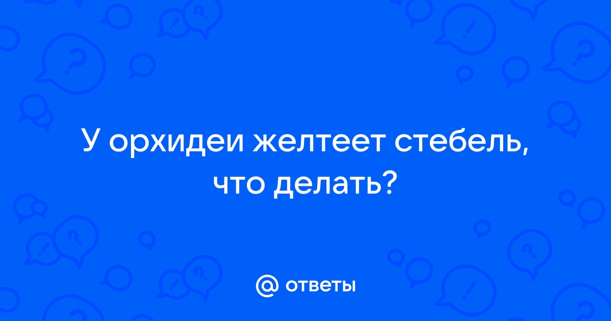 Почему желтеют листья у орхидеи. Что делать?