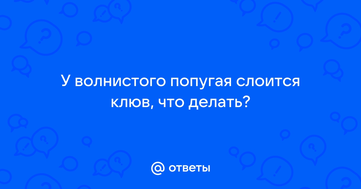 Слоится клюв, отходит восковица. : Болезни попугаев