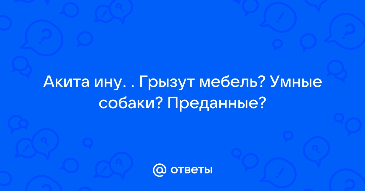 Акита ину мебель грызет