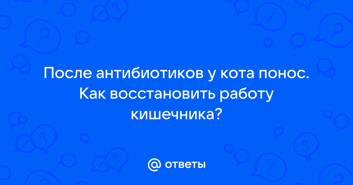 Жидкий стул у кота после антибиотиков