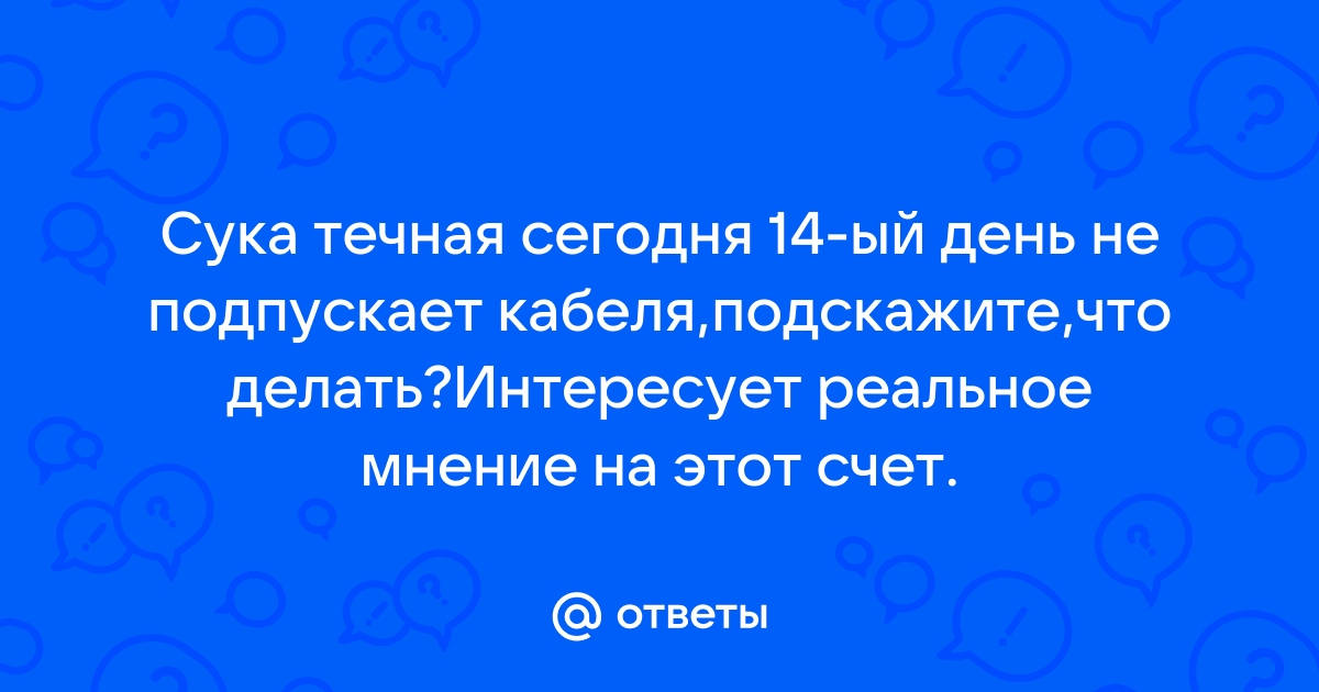 Вязка собак: когда происходит, инструкции и правила для владельцев