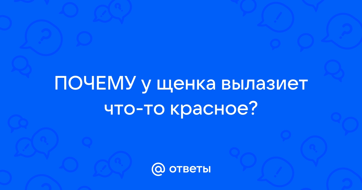 Не прячется половой орган — 7 ответов ветеринара на вопрос № | СпросиВрача