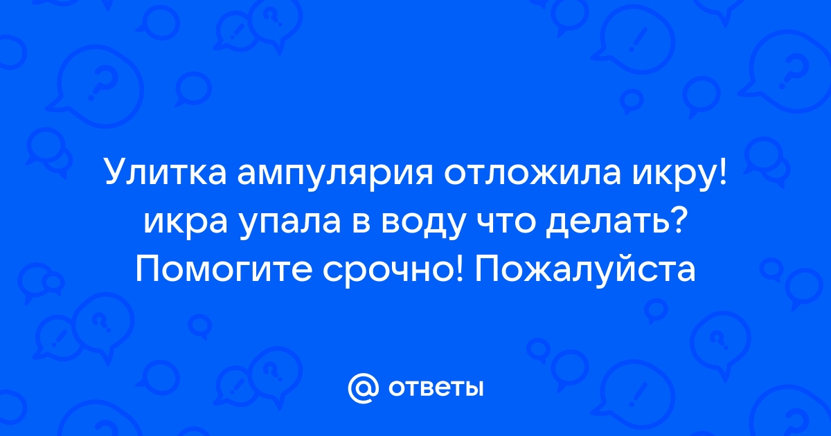 Улитки отложили икру, что дальше?