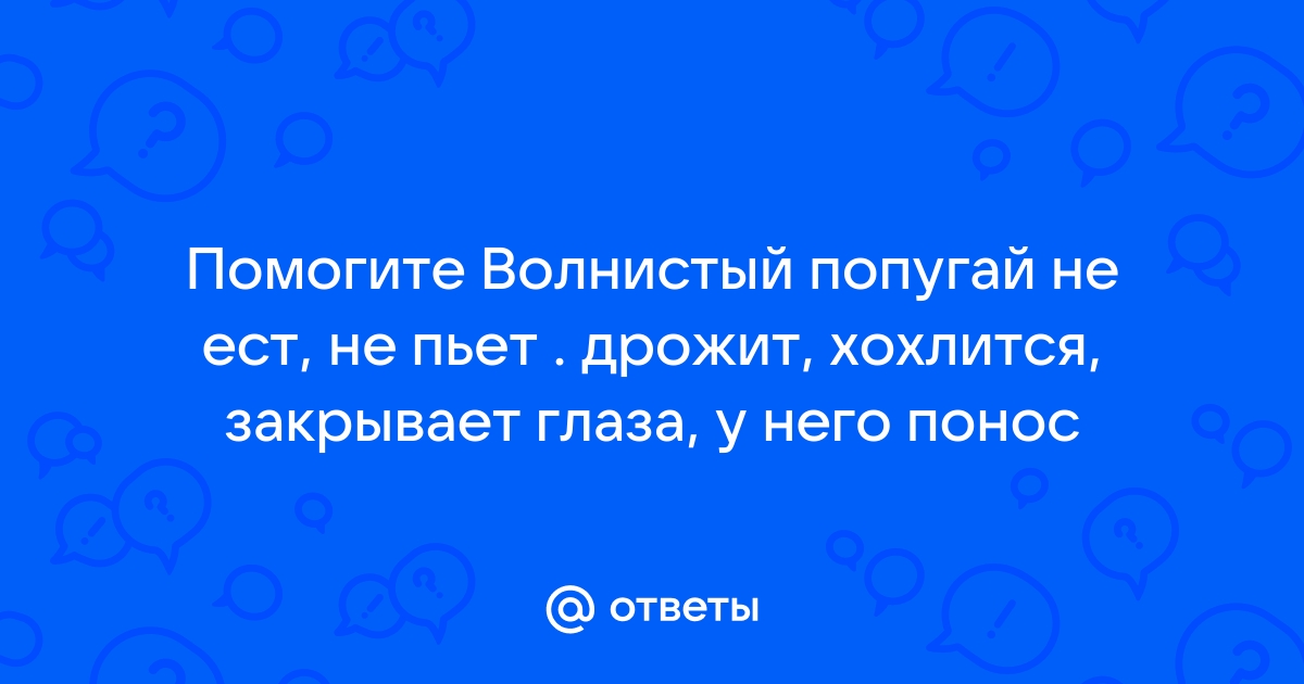 Почему попугай дрожит и хохлится?