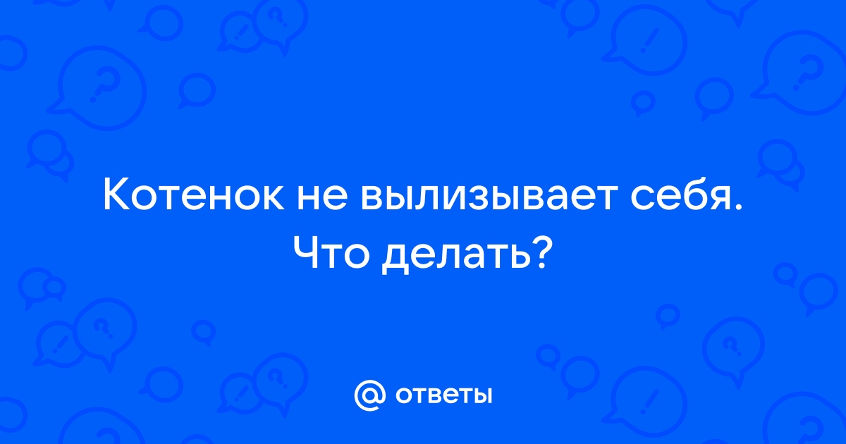 котенок не вылизывает себя! что делать? - обсуждение на форуме mnogomasterov.ru