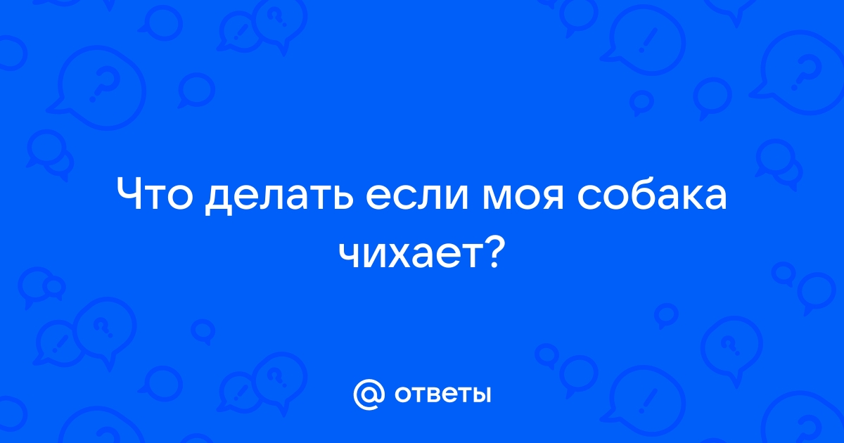 Почему собака часто чихает? - ответы на вопросы