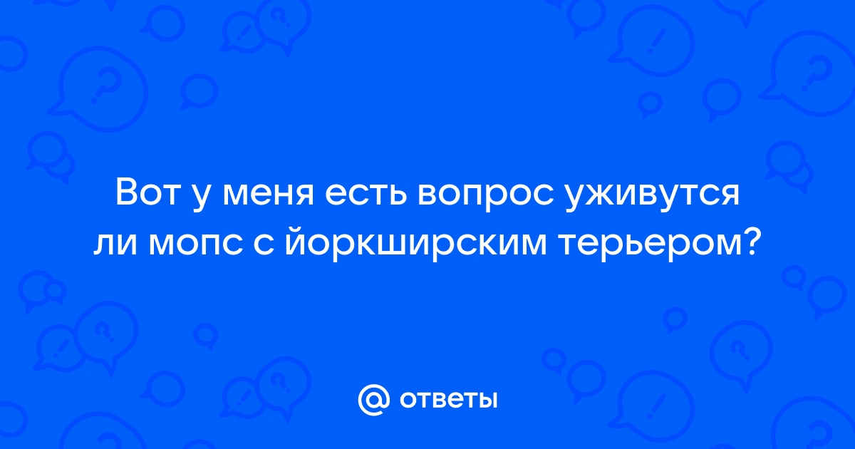 Пенал с йоркширским терьером