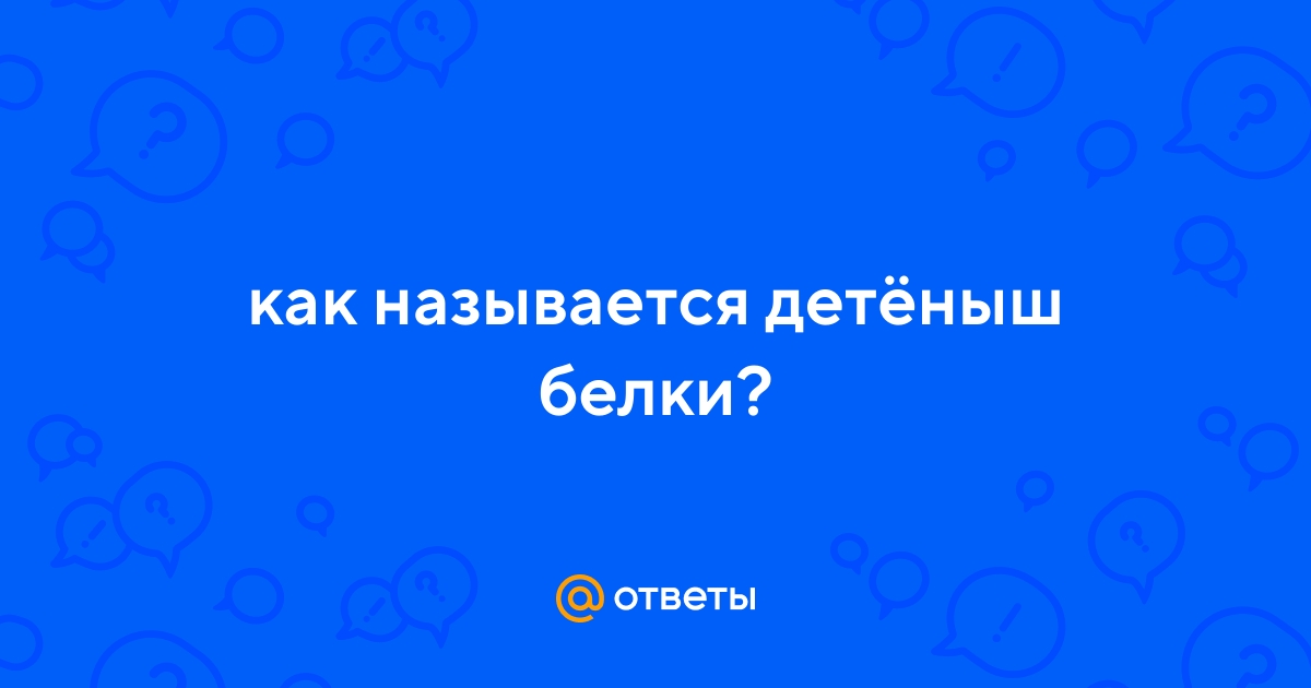 Ответы Mail.ru: как называется детёныш белки?