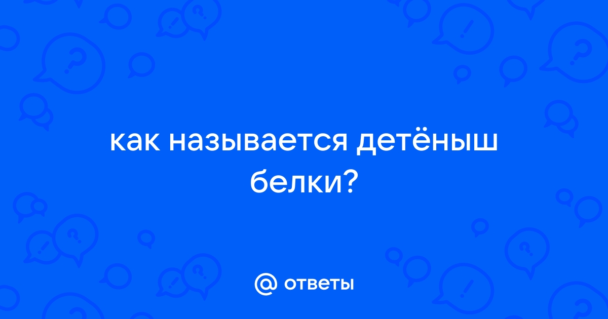 Ответы Mail.ru: как называется детёныш белки?