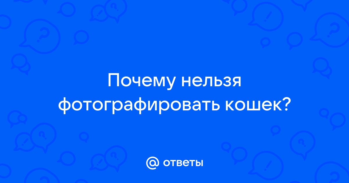 Почему нельзя фотографировать кошек? | База ответов на любые вопросы