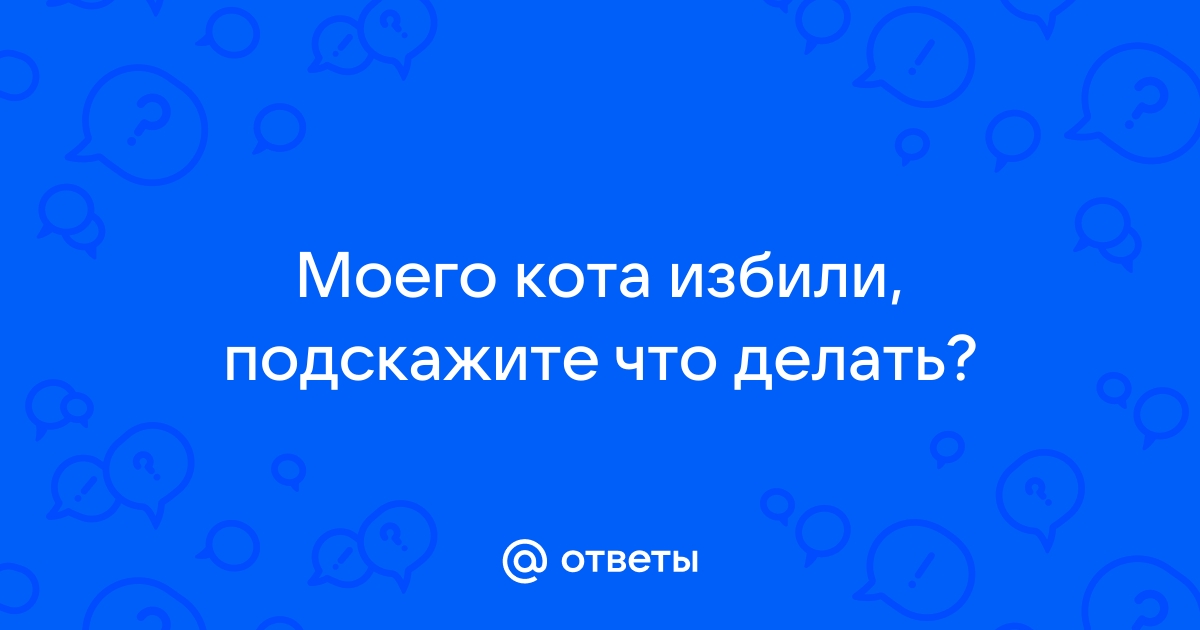 Агрессия между котами: почему она возникает и что с этим делать