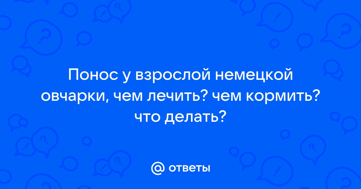 У Собаки Понос. Что Делать?