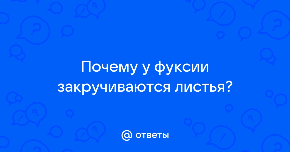 Комнатная фуксия: выращивание и уход в домашних условиях