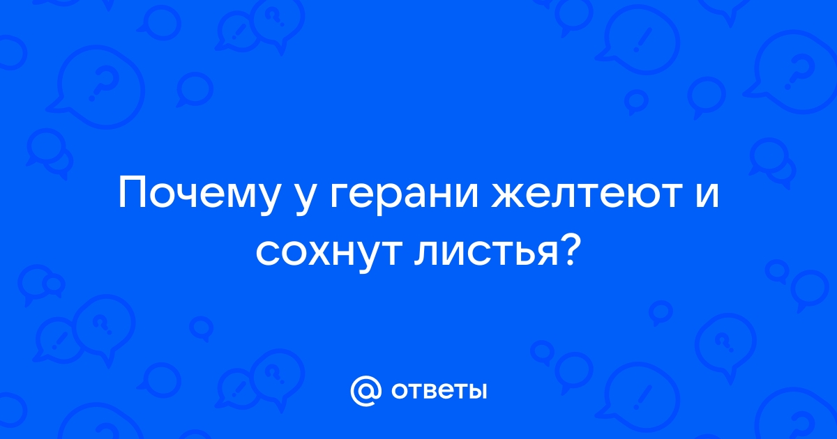 6 причин пожелтения и засыхания листьев у пеларгонии и способы решения проблемы