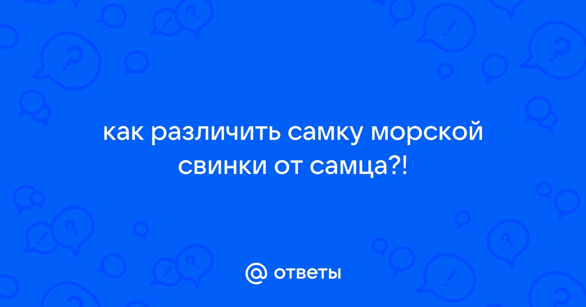 Ответы region-fundament.ru: помогите определить пол морской свинки (+)