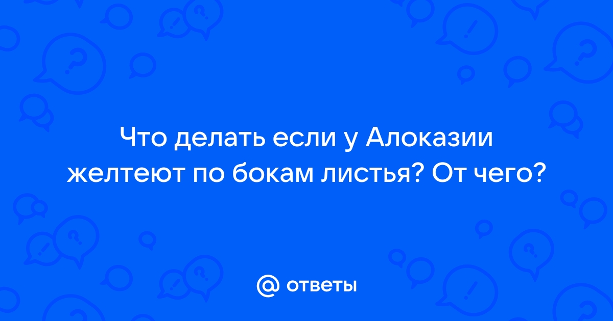 Почему у моей алоказии желтеют листья?