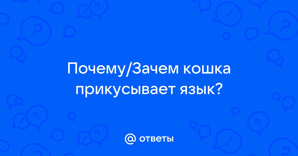 Кошки высовывают кончик языка: причины, что значит