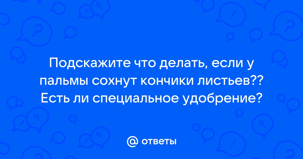 Почему у пальмы сохнут листья? — Ботаничка