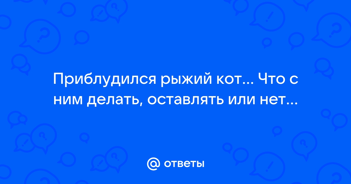 Взяли кошку с улицы: что делать дальше? | Hill's