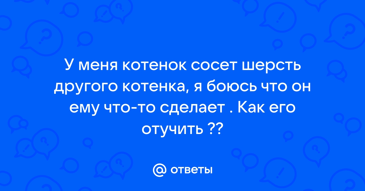 🐱Почему кошка сосёт шерстяные, меховые и другие мягкие вещи