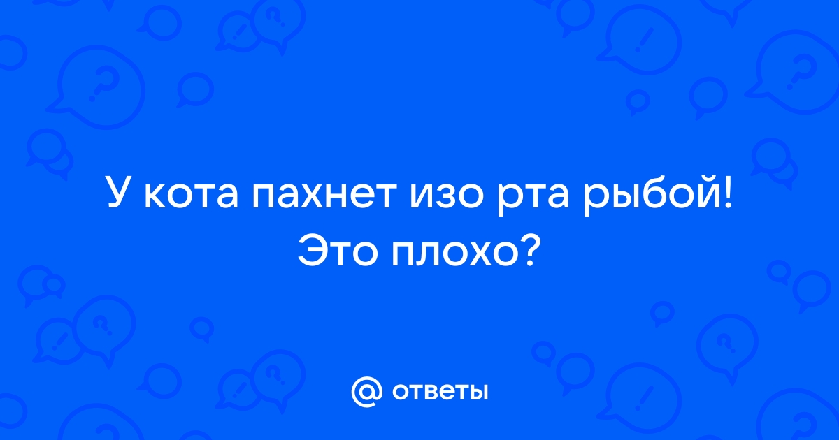 Запах изо рта у кошки - причины и лечение неприятного запаха