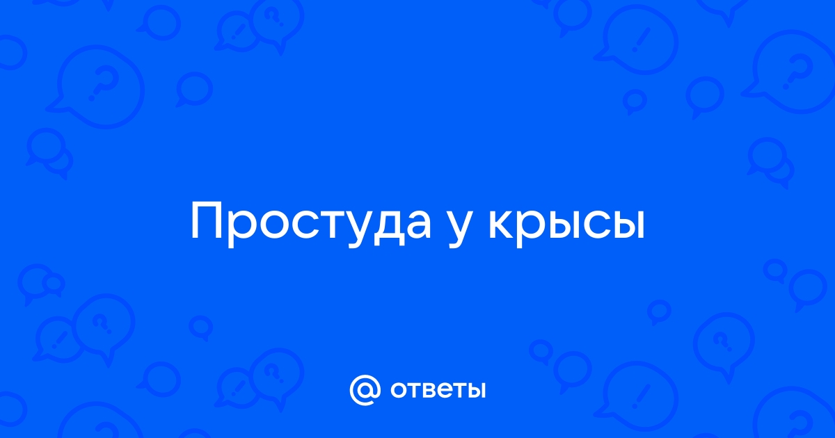 Простуда у крыс | VK