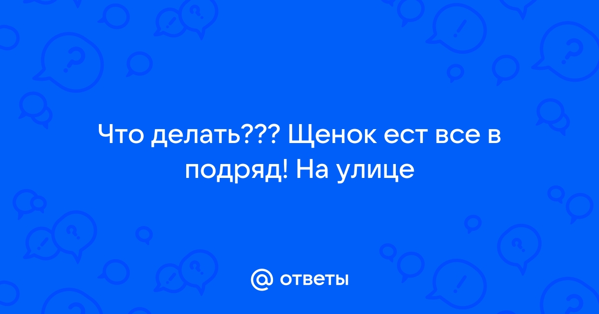 Как отучить собаку подбирать на улице?