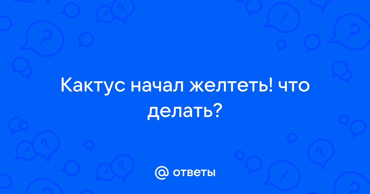 () желтеет кактус! что делать? - Кактус Київ