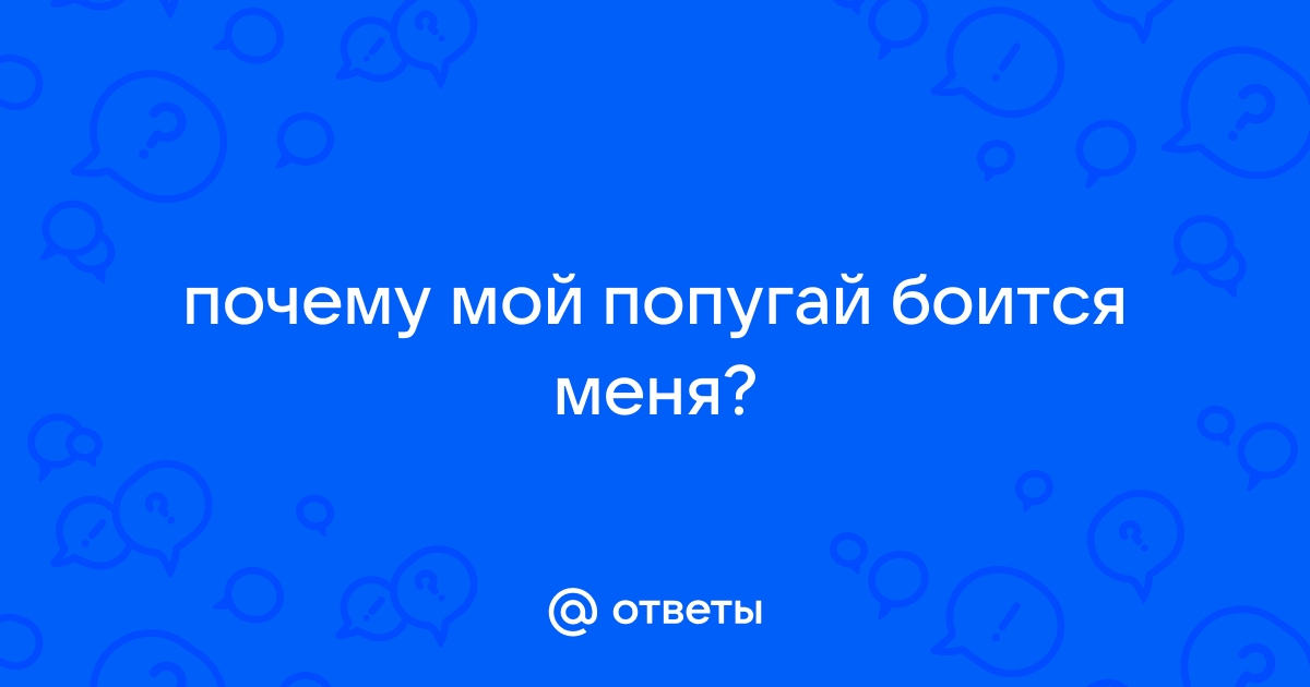 Как выпустить попугая из клетки в первый раз: советы хозяевам